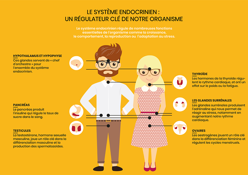 Les perturbateurs endocriniens, parlonsen! Ozalys